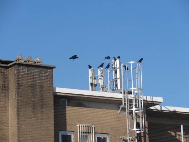 Crows