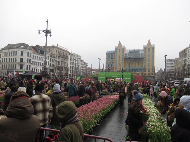 Tulpengekte in A