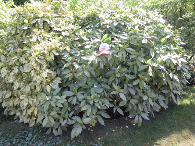 CAmouflAge, mAis trop...