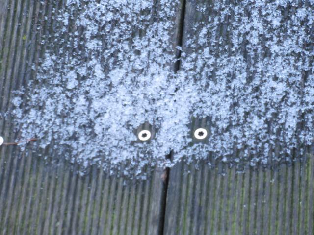 WAsbeer in de sneeuw.