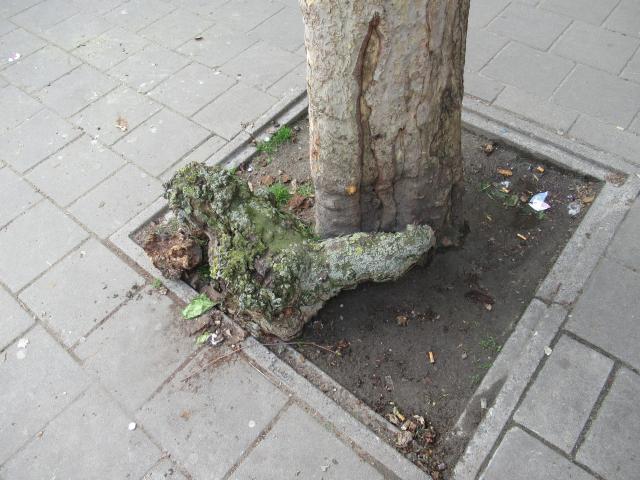 Tonk! Zei de stronk.