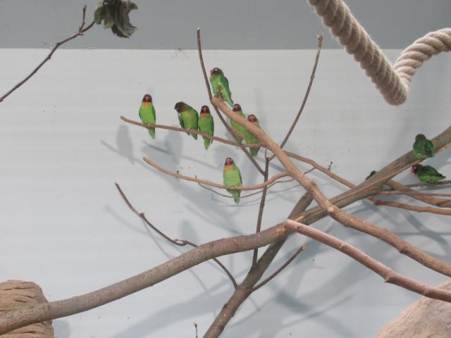 Een boeketje vogels.