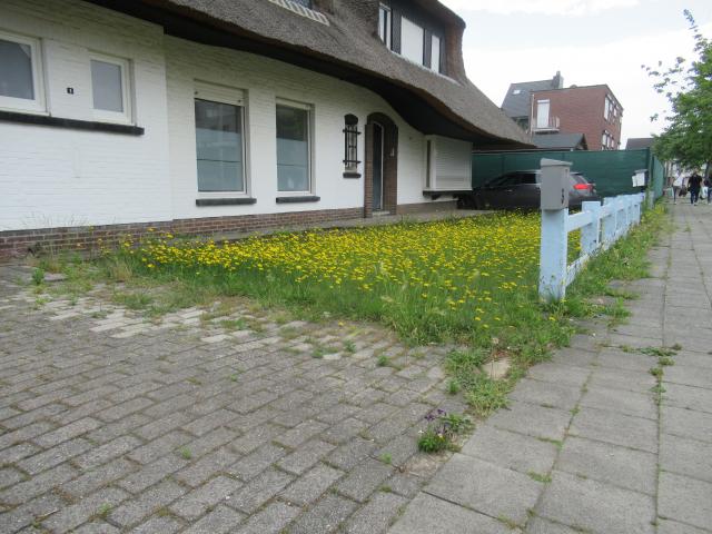 Geen plAAts voor de echte bloemen.