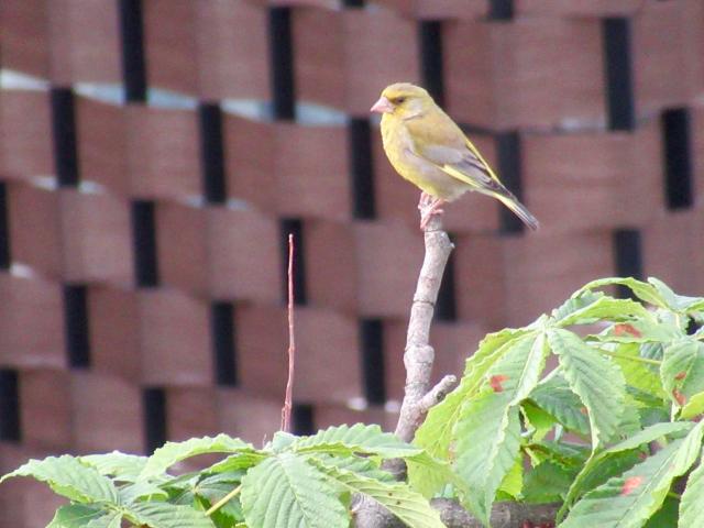 En een Andere vogel op de piëdestAl.