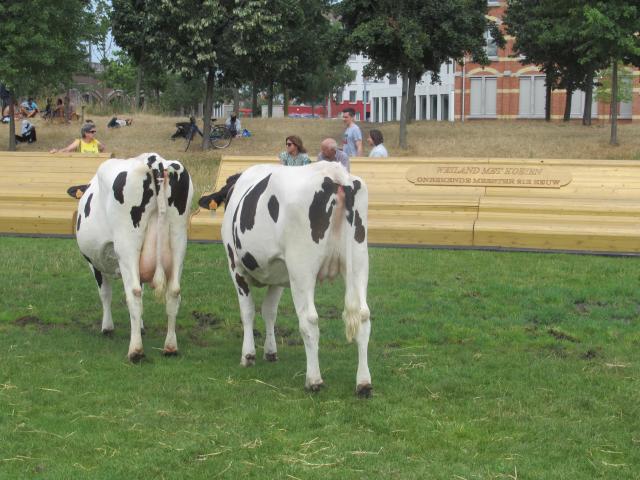 WeilAnd met koeien (deel 1)