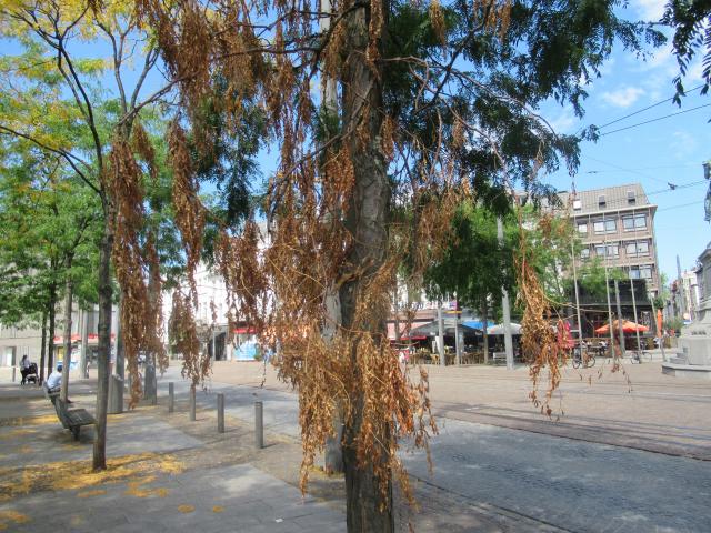WAnneer bomen dorst hebben.