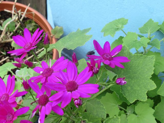 De vlieg die nectAr lust.