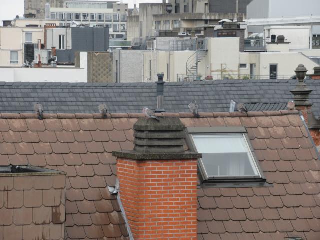 Voor duiven geldt een hAlve meter.