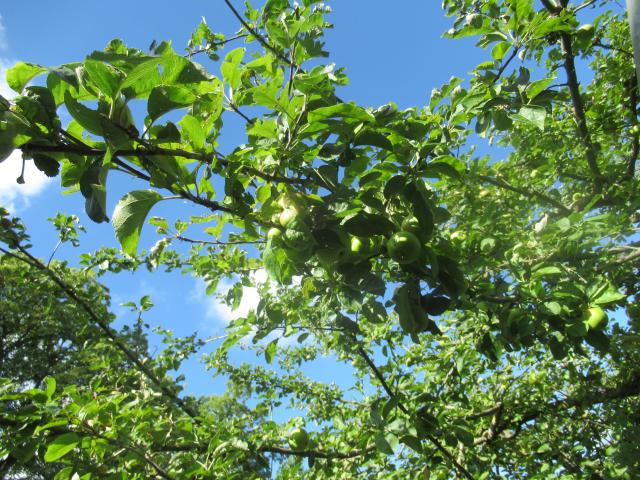 De frisheid vAn groen.