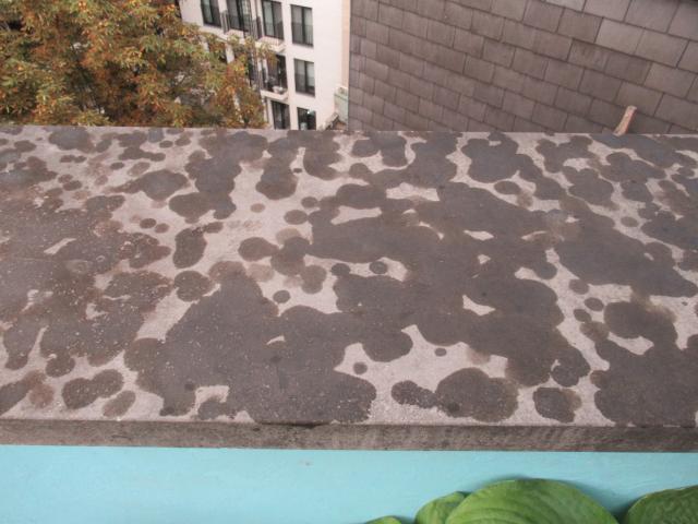 Beestenvlekkenregen.