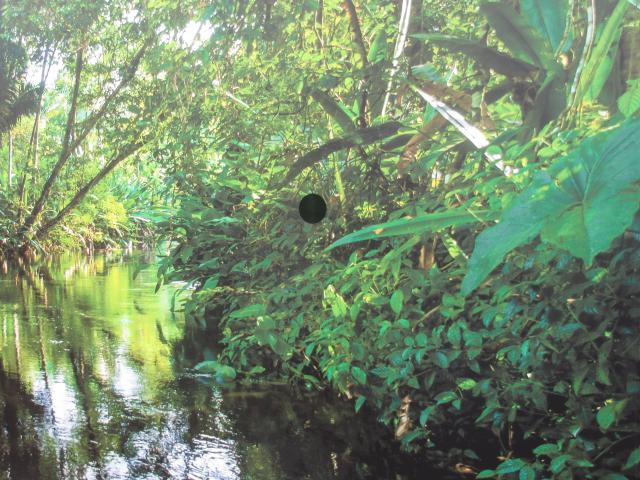 Het gAt in de jungle.