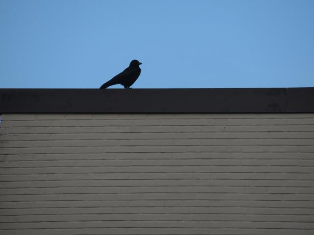 Het vogelperspectief.