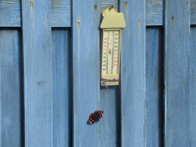 Vlindertelling hier. 1. Eén.