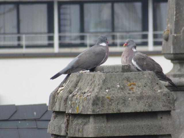 Schouwen duivenlAnd.